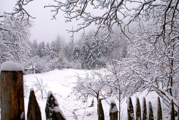 View of a pasture covered with snow, in winter near a forest in the Ukrainian Carpathians