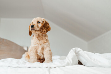 funny little puppy on a white blanket, Funny moments of a dog