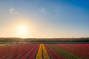 Gordijnen Drone shot of a field of tulips in The Netherlands at sunset. © Alex de Haas