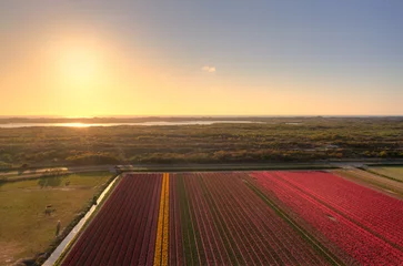 Tuinposter Drone shot of a field of tulips in The Netherlands at sunset. © Alex de Haas