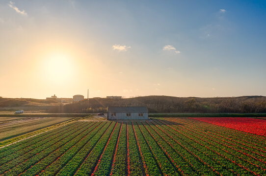 A farmer's shed amidst a field of tulips in The Netherlands at sunset.