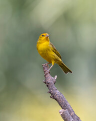 Fototapeta premium A male of Saffron Finch also known as Canario or Chirigue Azafranado is a yellow bird typical of Brazil. Species Sicalis flaveola. Birdwatcher. Bird lover. Birding. Yellow bird.