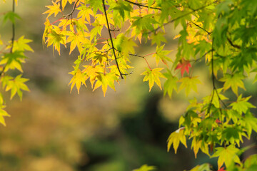 秋の紅葉の美しいみどりや黄色と赤い葉のモミジ