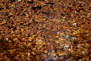 紅葉のフィナーレ