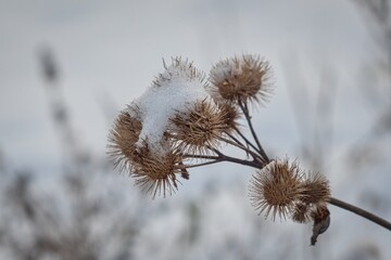 A snowy dry flower of thistle