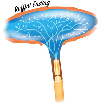 Ruffini Ending skin receptor closeup colorful illustration on a white background