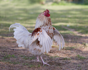 Young white rooster with open wings in garden