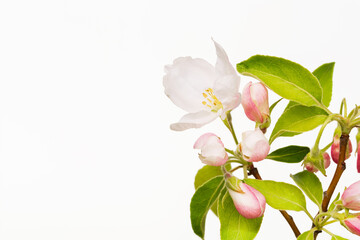 Apple flowers with pink tips on a branch