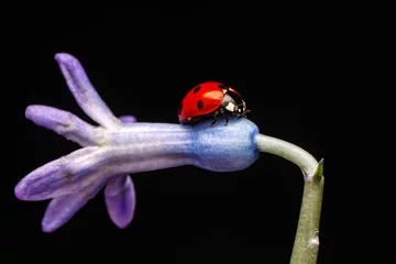 Tuinposter Macro shots, Beautiful nature scene.  Beautiful ladybug on leaf defocused background   © blackdiamond67
