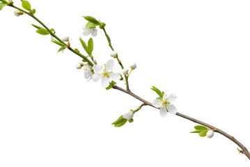 Spring plum sprig isolate for decoration with white background