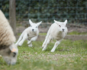 Obraz premium Young cute white lambs run in meadow