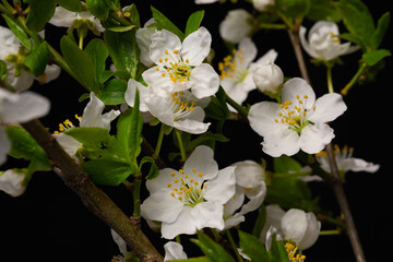 Spring background with blossoming cherry twigs in a dark environment