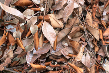 Natural dry leaves, dead leaves background