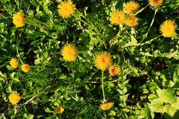 Yellow dandelions in a summer sunny meadow