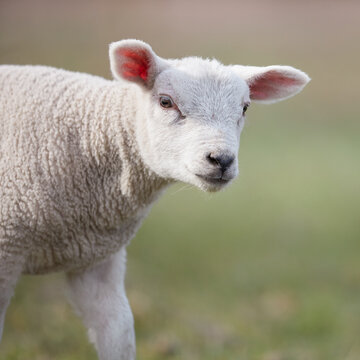 Close up of white lamb on blurred background