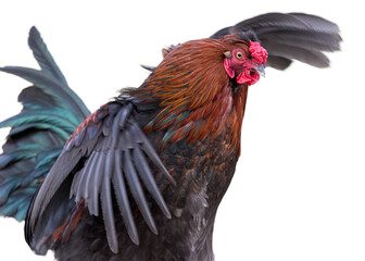 Red brown rooster spreads wings isolated on white background © erwin