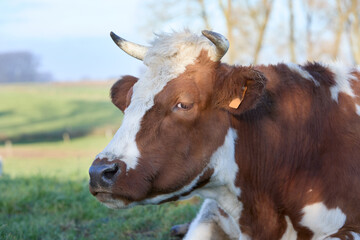 Closeup head shot of brown white cow 