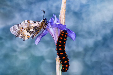 Amazing moment ,Monarch Butterfly , and caterpillar