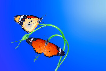 Macro shots, Beautiful nature scene. Closeup beautiful butterfly sitting on the flower in a summer garden.