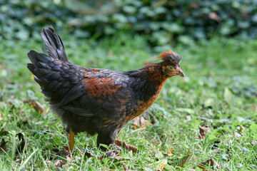 Young red brown rooster of Poland chicken