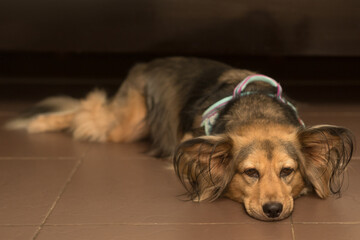 Sick, sad dog lies on stomach with head down flat on floor indoor. Ill medium-sized German Shepherd...