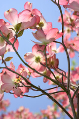 cornus or dogwood blossoms on a blue sky in springtime