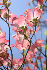 cornus or dogwood blossoms - backlit