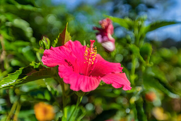 HIBISCUS FLOWER ON A GREEN BACKGROUND. IN THE TROPICAL GARDEN, DA LAT, VIETNAM