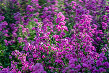 CLOSEUP OF PURPLE MICHAELMAS DAISY FLOWERS, ASTER AMELLUS RUDOLF GOETHE, IN A GARDEN, DA LAT, VIETNAM