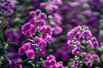 CLOSEUP OF PURPLE MICHAELMAS DAISY FLOWERS, ASTER AMELLUS RUDOLF GOETHE, IN A GARDEN, DA LAT, VIETNAM