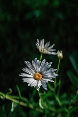 Obraz premium MARGUERITE OR BELLIS PERENNIS OR WILD DAISY FLOWERS GROWING ON MEADOW, WHITE CHAMOMILES ON GREEN GRASS BACKGROUND. OXEYE DAISY, LEUCANTHEMUM VULGARE, DAISIES, DOX-EYE, COMMON DAISY, DOG DAISY.