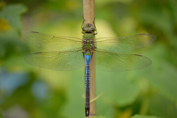 dragonfly on a branch