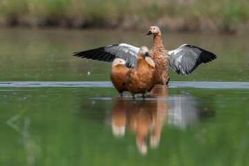 Ruddy Shelduck showing the wing in the morning like their exercise. 