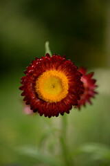 strawflower close up