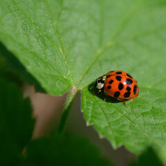 ladybug on leaf
