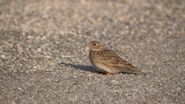 Die Feldlerche (Alauda arvensis)	