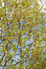 Fototapeta premium young spring oak tree with new growth and catkins on a blue sky in the park