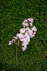 pink flowers on the grass
