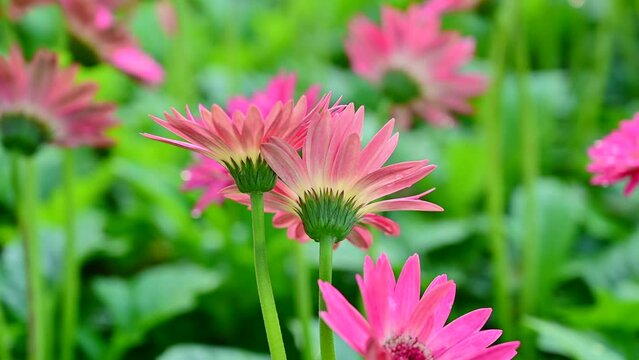 Pink gerbera flowers in the garden, Chiang Mai Province.
