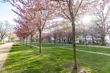 Cherry blossom in Maint around the Christuskirche