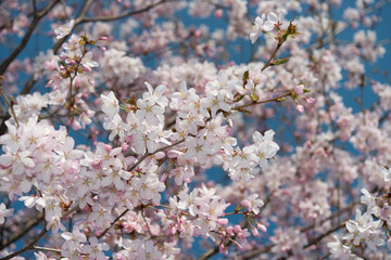 cherry tree blossom