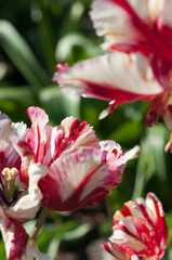 variegated red and white parrot tulips in the sun