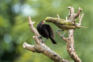 A green Palm Tanager feeding her adopted son the black Shiny Cowbird. Species Thraupis palmarum and Molothrus bonariensis.Birdwatcher. Birding. bird lover