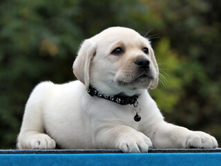 the yellow labrador retriever in autumn close up