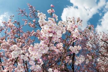 blue sky with clouds and cherry blossom buds and flowers in spring