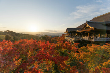 Fototapeta premium 紅葉