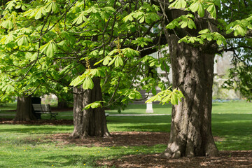 horse chestnut trees in spring in the garden park