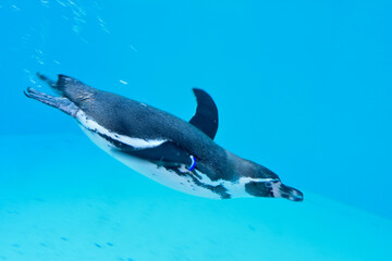 水族館　水の中を気持ちよさそうに泳ぐペンギン