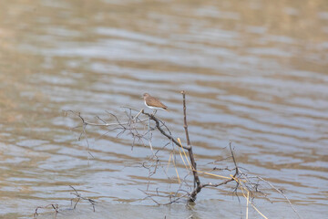 Common sandpiper (Actitis hypoleucos) at Sundarban NP, South 24 Parganas, India