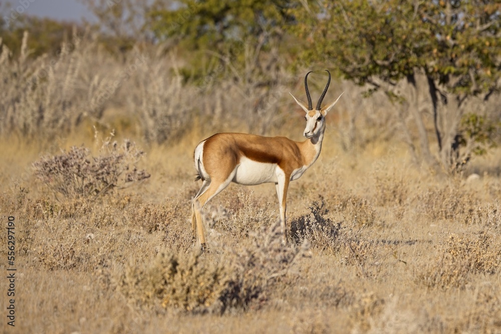 Wall mural A close up of a watchful springbok taken at sunrise in the Etosha national Park in Namibia